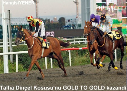 GOLD TO GOLD Talha Dinel Kousu KAZANDI