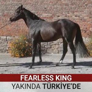 FEARLESS KING yaknda Trkiyede!
